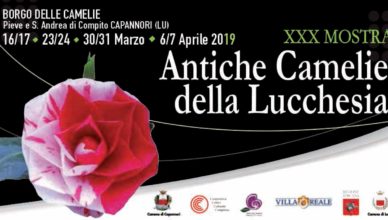 Camellias 2019